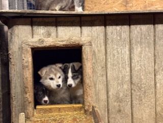 Puppies at Green Dog