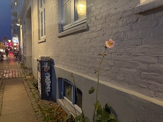 A flower against a brick wall